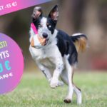 koiranpaiva 2025 cover – 1