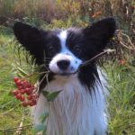 14231302_10157349150720414_2271061169589689295_o