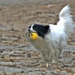 18260952_1544595422242105_224157946_o