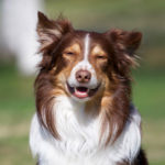 do_as_i_do_koulutusmetodi