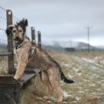 retkeily_koiran_kanssa_tintohill_2