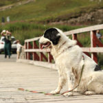 roadtrip_skotlanti_glencoe_3