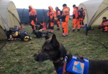 finn_rescue_team_pelastuskoira_1