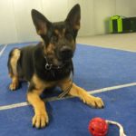 kameran kuvat 2017 622