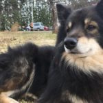 nosework_koe_odottaminen