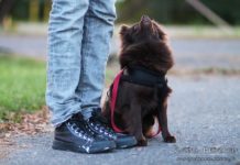 Koiraurheilijan synninpäästö: Ei ole pakko treenata koiran_kanssa_treenaaminen_sivu