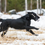 flatti_noutaa_sileakarvainennoutaja