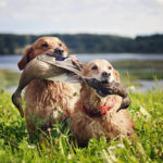 noutajat_kultainennoutaja_metsastyskoira