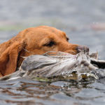 noutajien_taipparit_nou