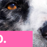 oivaltava ohjaaja nettibanneri