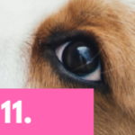 koiran stressi banneri