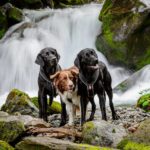 42349723_10156592515216308_7895753459037634560_o