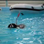 vene vepe koirauimala