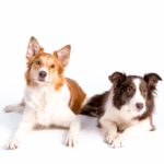 FB_IMG_1546508059793