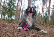 Blogi: Kohti koekesää