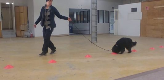 Häiriöharjoittelua hajutyökoiran ilmaisua varten