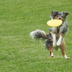 doge-frisbee