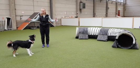 Vinkkivideo: Agility – putken opettaminen