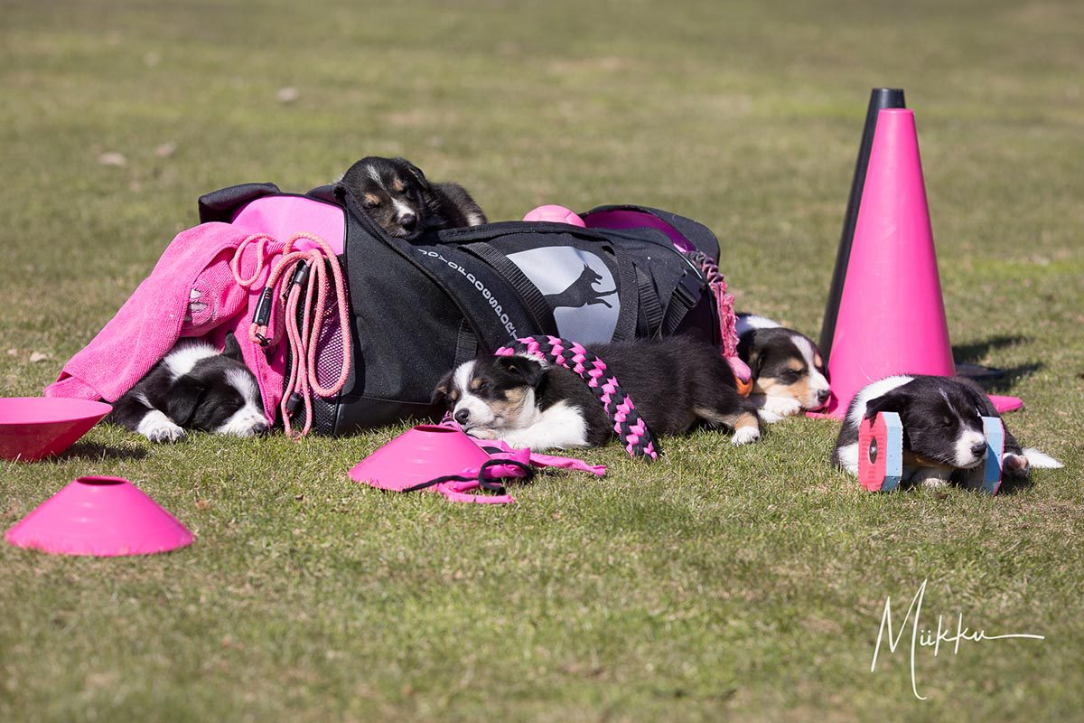 Pennut ja pinkki ProPakki