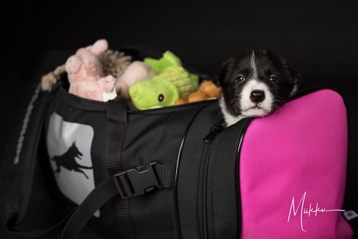 Pentu pinkin ProPakin kanssa