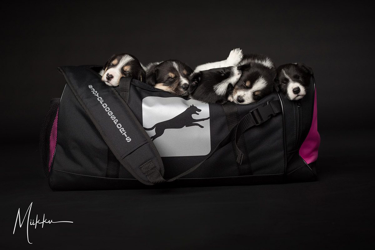 ProPakki pinkki ja pennut