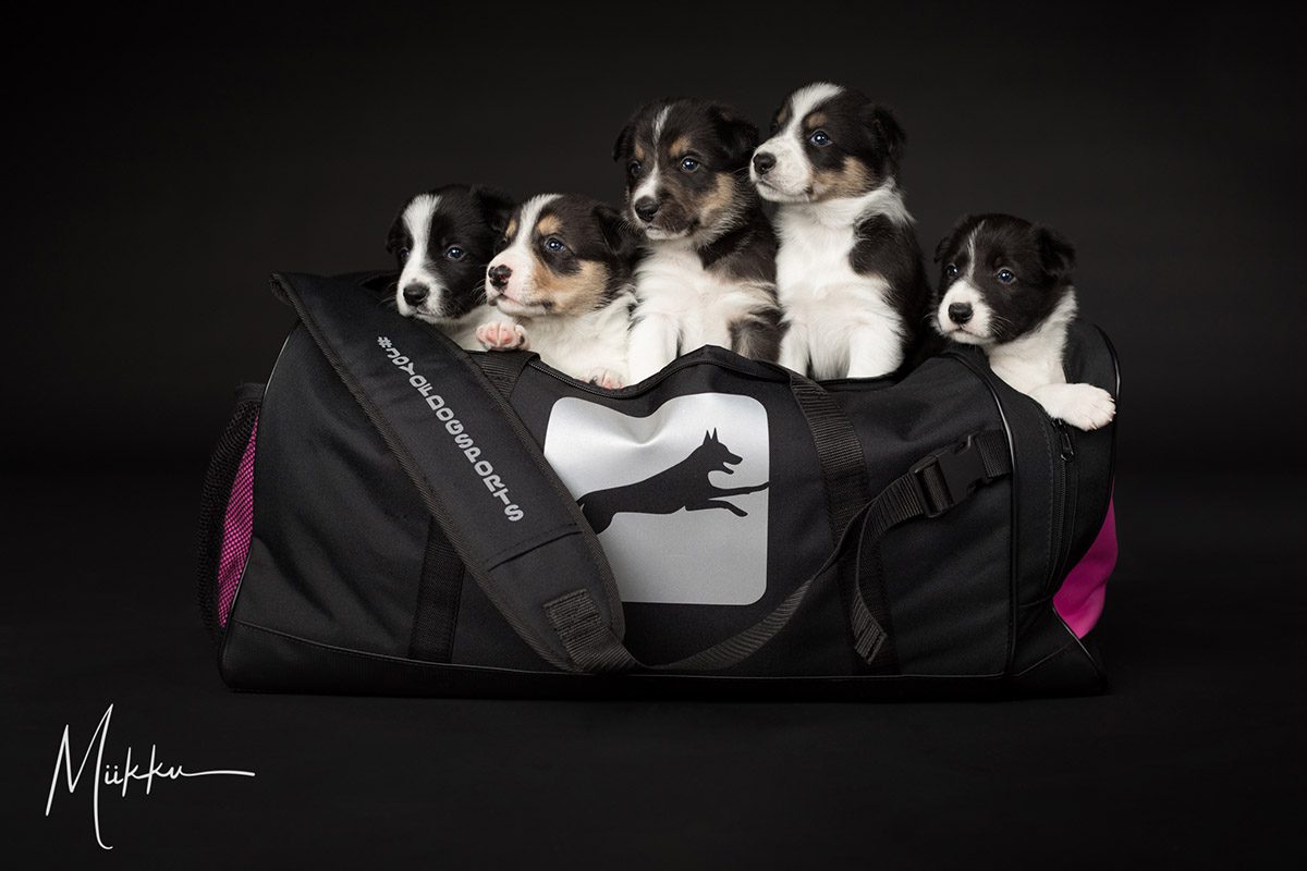 ProPakki pinkki ja pennut