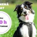 jasenana saat yli 100 h katsottavaa
