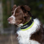 lukkopanta_lime_koiraurheilunilo