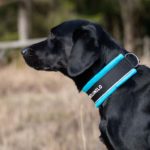 lukkopanta_turkoosi_koiraurheilunilo