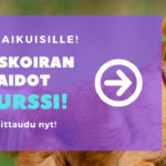 slider_harrastuskoiran_perustaidot_nettikurssi
