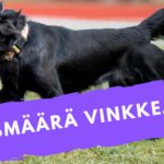 vinkkeja tokoon kuuntelupaikalta
