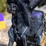 cover paasiainen laukkutarjous