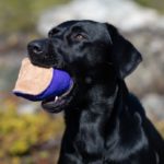 nahkis_nahkapallo_koiran_lelu_lila