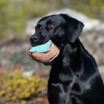 nahkispallo_koiran_lelu_turkoosi