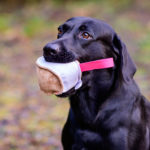 Nahkis nahkapallo pinkki ja labradori