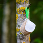 vihrea Nahkis nahkapallo koiralle