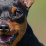 jasensisallot banneri kopio