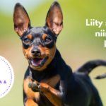 slider jasensisallot etusivu