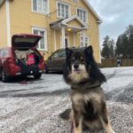 kokemuksia-kolmosluokan-nosework-kokeesta