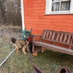 nosework-haju-voi-olla-etsintaalueen-rajalla