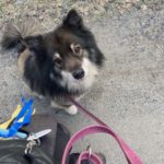 nosework-hauska-laji-koiralle