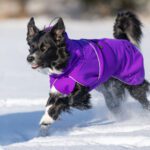 Lila ProPalttoo koiran talvitakki koko 60 cm