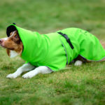 ProPalttoo koiran takki koko 55 cm vihrea