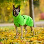 ProPalttoo koiran takki kotimainen malinois koko 60 cm