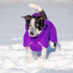 ProPalttoo lila koiran talvitakki 55 cm