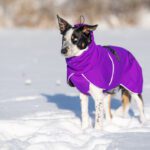 ProPalttoo lila koiran talvitakki koko 55 cm