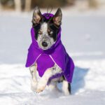 ProPalttoo lila koiran talvitakki koko 55 cm bc-uros