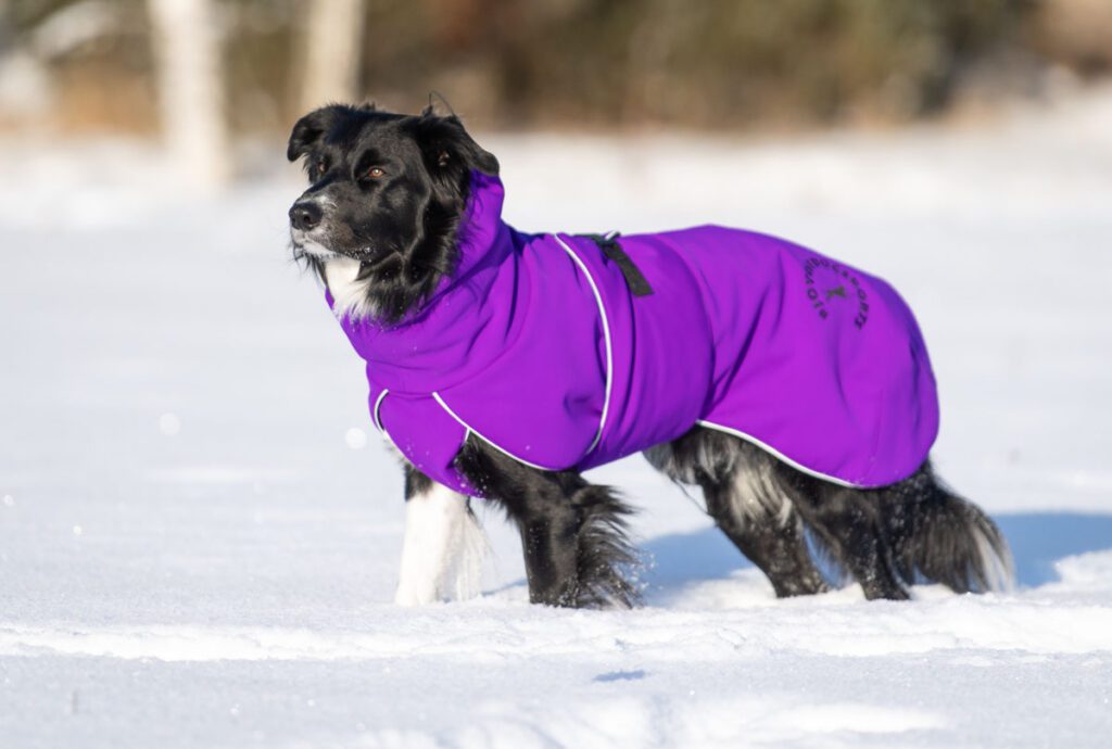 ProPalttoo lila koiran talvitakki koko 60 cm iso bordercollieuros