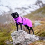 ProPalttoo lila koko 60 cm labradorinnoutajauros