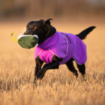 ProPalttoo lila labradorinnoutaja 60 cm liikkeessa